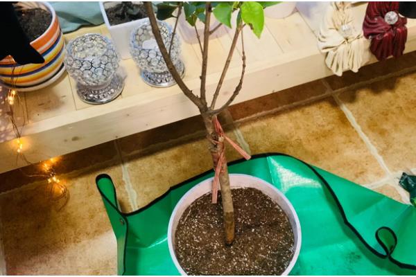 日香桂的养殖方法，多施磷肥可促使它持续开花