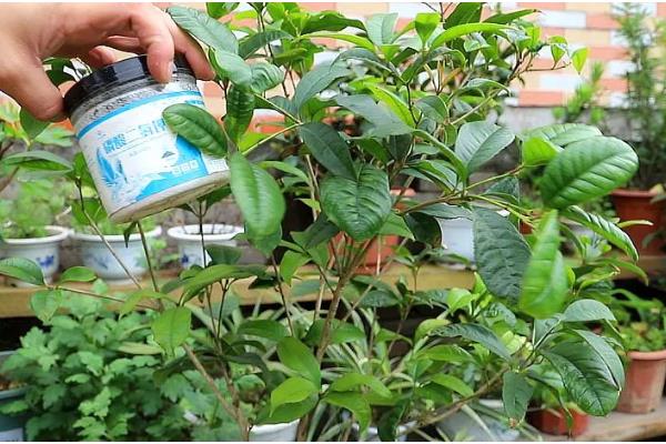 日香桂的养殖方法，多施磷肥可促使它持续开花