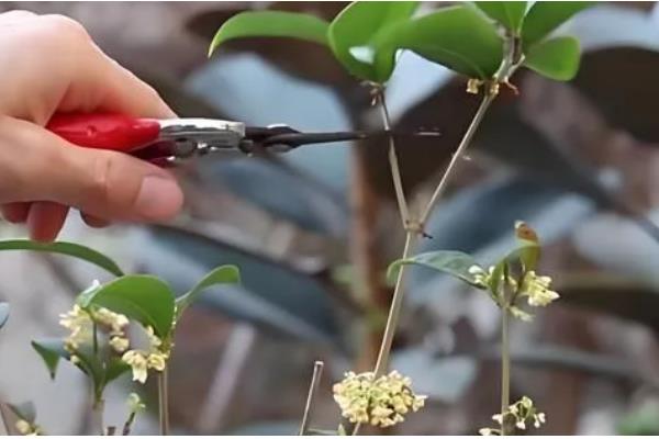 日香桂的养殖方法，多施磷肥可促使它持续开花