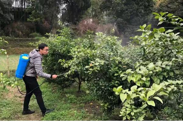 日香桂的养殖方法，多施磷肥可促使它持续开花