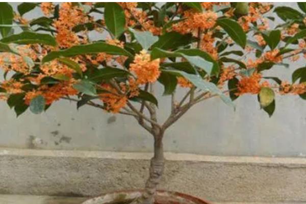 日香桂的养殖方法，多施磷肥可促使它持续开花