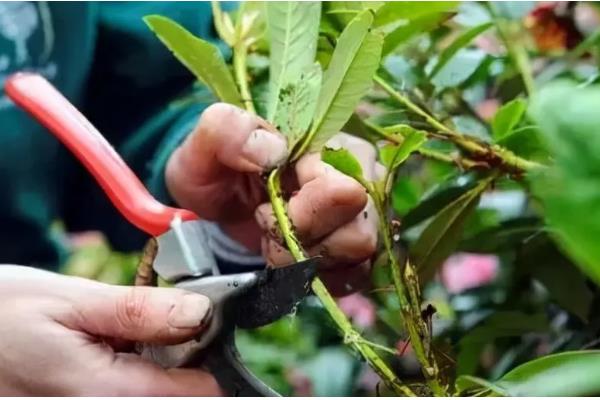 日香桂的养殖方法，多施磷肥可促使它持续开花