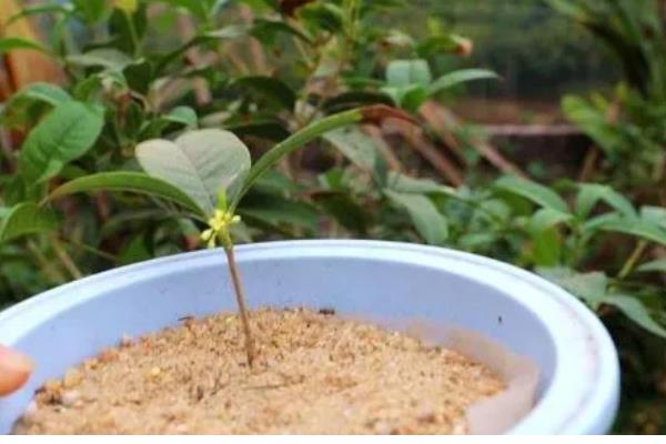 日香桂的养殖方法，多施磷肥可促使它持续开花