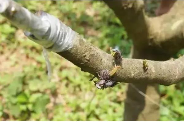 荔枝的嫁接方式,砧木的切口要削成斜面