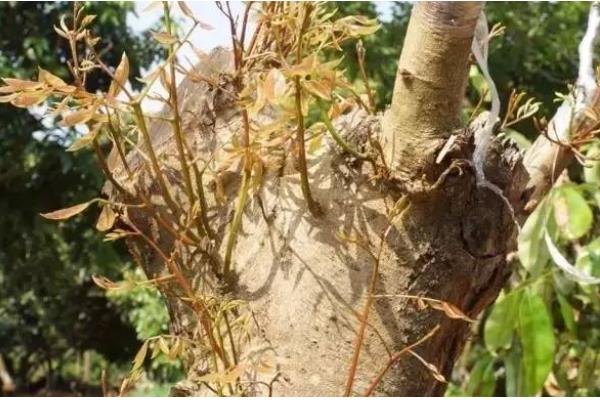 荔枝的嫁接方式,砧木的切口要削成斜面