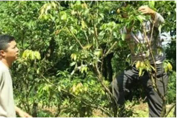 荔枝的嫁接方式,砧木的切口要削成斜面