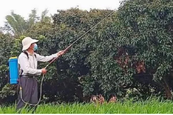 荔枝的嫁接方式,砧木的切口要削成斜面