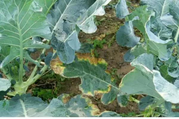甘蓝黑胫病害的症状,成株期发病植株叶片会萎黄
