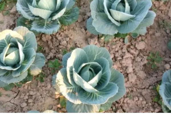 甘蓝黑胫病害的症状,成株期发病植株叶片会萎黄