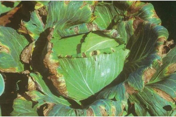 甘蓝黑胫病害的症状,成株期发病植株叶片会萎黄
