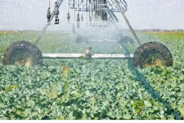 甘蓝黑胫病害的症状,成株期发病植株叶片会萎黄