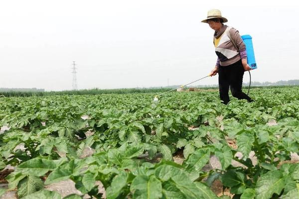 甘蓝黑胫病害的症状,成株期发病植株叶片会萎黄
