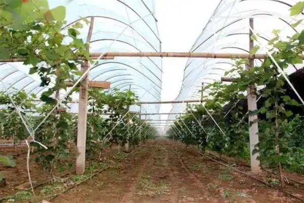 为什么秋施基肥好,因为果树秋季根系活动较旺盛