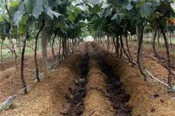 为什么秋施基肥好,因为果树秋季根系活动较旺盛