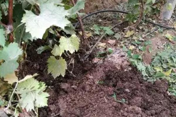 为什么秋施基肥好,因为果树秋季根系活动较旺盛