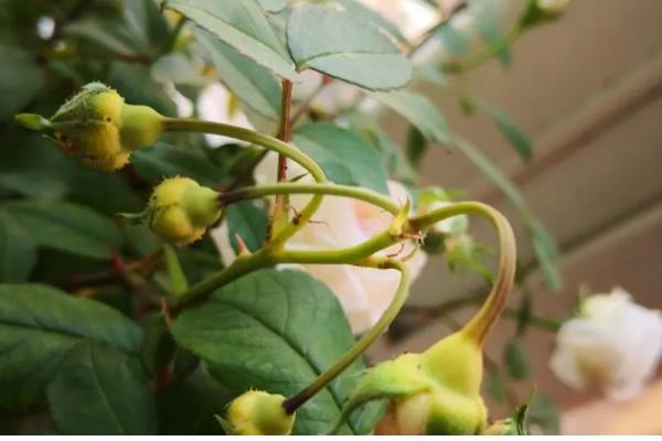 月季有花蕾为什么不开花，可能是缺光、供水过多等因素所致