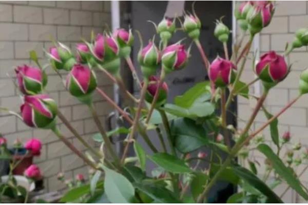 月季有花蕾为什么不开花，可能是缺光、供水过多等因素所致