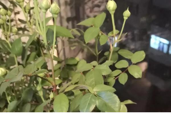 月季有花蕾为什么不开花，可能是缺光、供水过多等因素所致