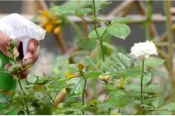 月季有花蕾为什么不开花，可能是缺光、供水过多等因素所致