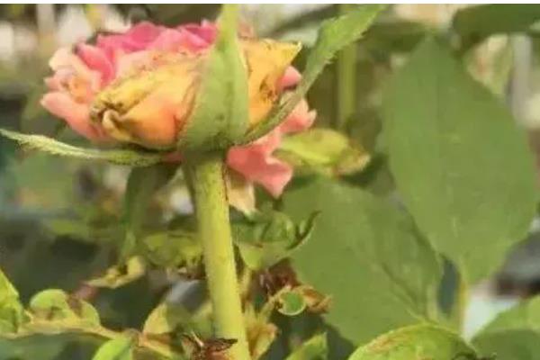 月季有花蕾为什么不开花，可能是缺光、供水过多等因素所致