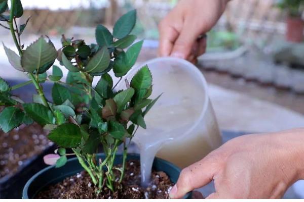 月季有花蕾为什么不开花，可能是缺光、供水过多等因素所致