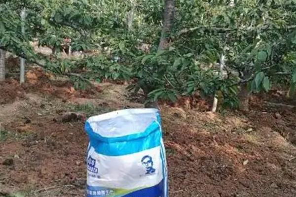 为什么秋施基肥好,因为果树秋季根系活动较旺盛