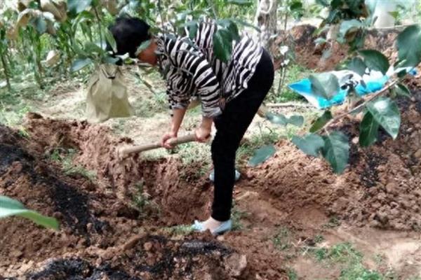 为什么秋施基肥好,因为果树秋季根系活动较旺盛