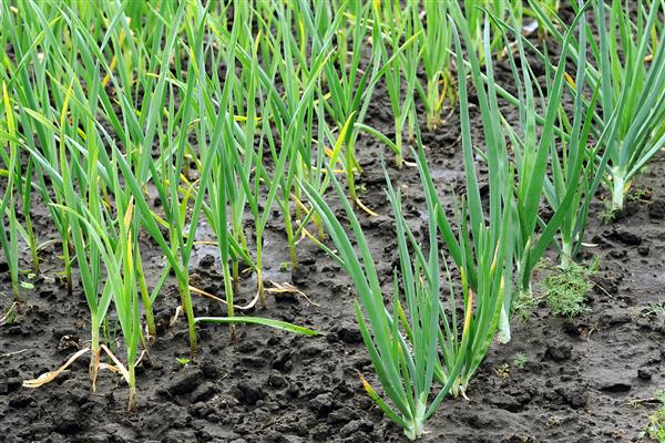 葱烂根如何处理，严重时要挖出病株撒施生石灰