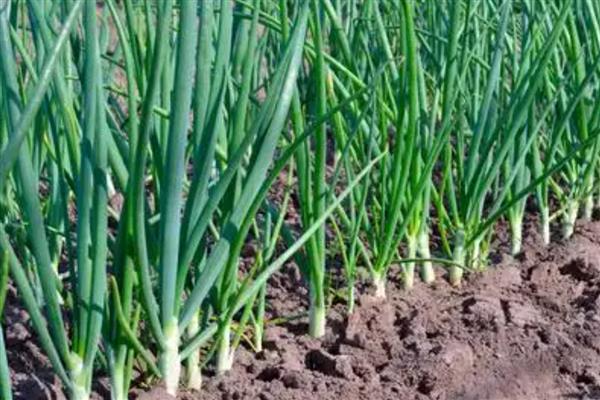 葱烂根如何处理，严重时要挖出病株撒施生石灰