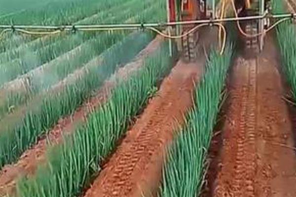 葱烂根如何处理，严重时要挖出病株撒施生石灰