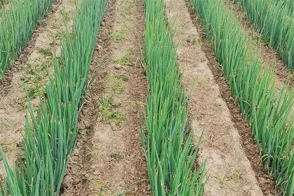 葱烂根如何处理，严重时要挖出病株撒施生石灰