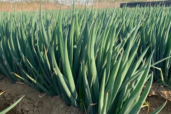 葱烂根如何处理，严重时要挖出病株撒施生石灰