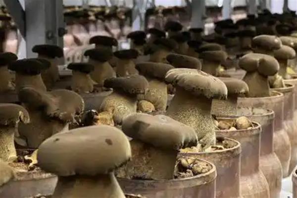 牛肝菌能不能人工种植,当前已出现栽培技术
