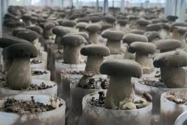 牛肝菌能不能人工种植,当前已出现栽培技术