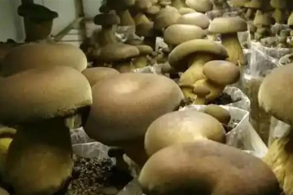 牛肝菌能不能人工种植,当前已出现栽培技术