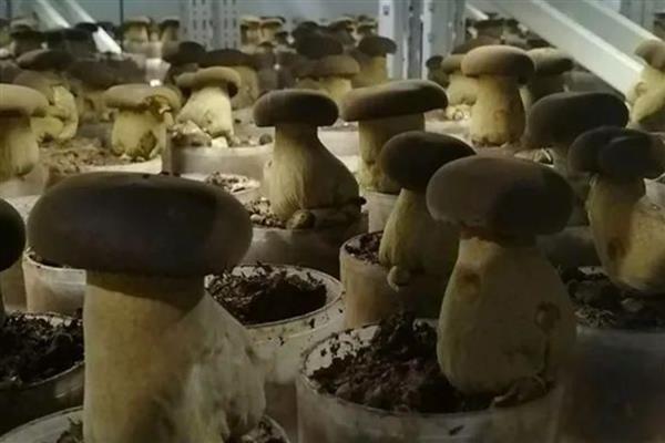 牛肝菌能不能人工种植,当前已出现栽培技术