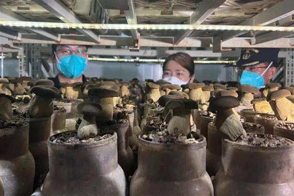 牛肝菌能不能人工种植,当前已出现栽培技术