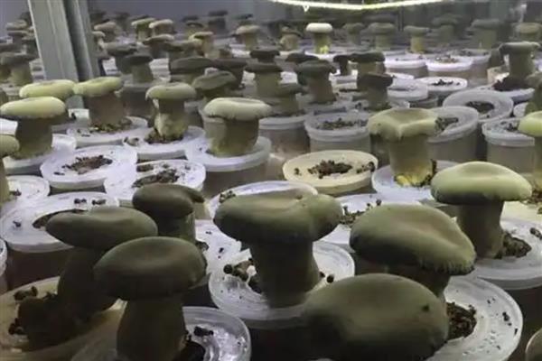 牛肝菌能不能人工种植,当前已出现栽培技术