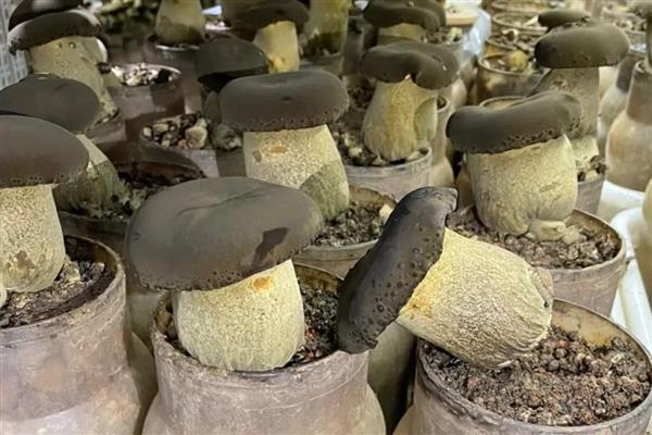 牛肝菌能不能人工种植,当前已出现栽培技术