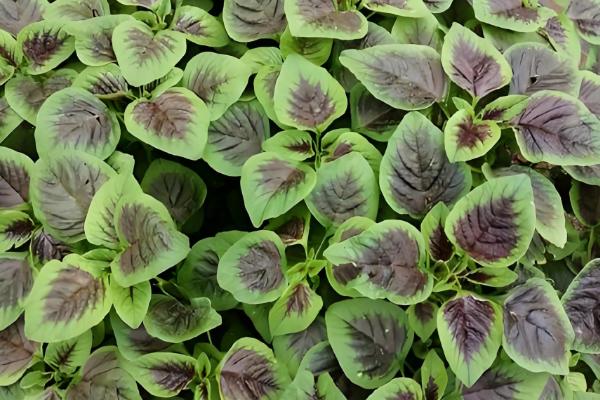 苋菜何时种植,时间以3-4月份为宜