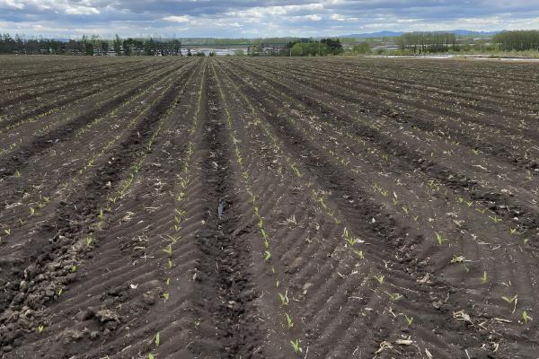 苋菜何时种植,时间以3-4月份为宜