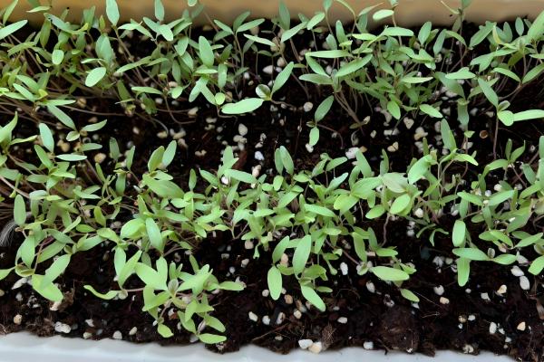 苋菜何时种植,时间以3-4月份为宜