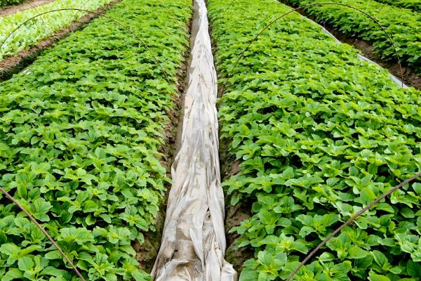 苋菜何时种植,时间以3-4月份为宜