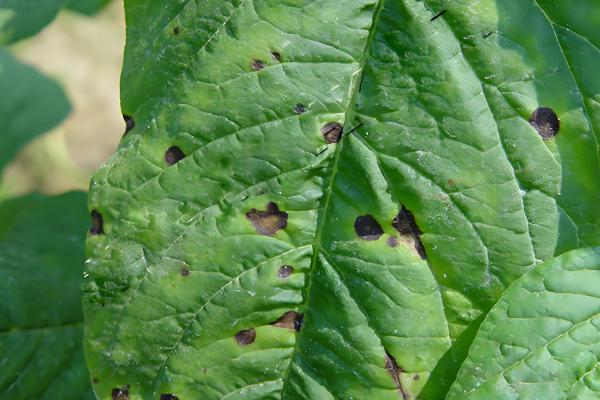 苋菜何时种植,时间以3-4月份为宜