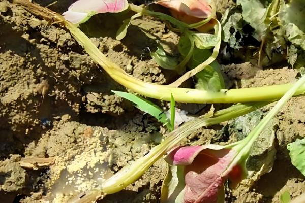 苋菜何时种植,时间以3-4月份为宜