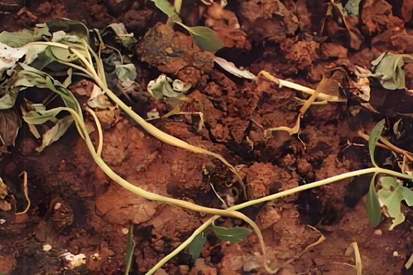 苋菜何时种植,时间以3-4月份为宜