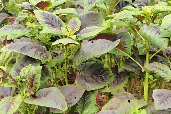 苋菜何时种植,时间以3-4月份为宜