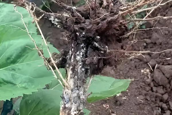 苋菜何时种植,时间以3-4月份为宜