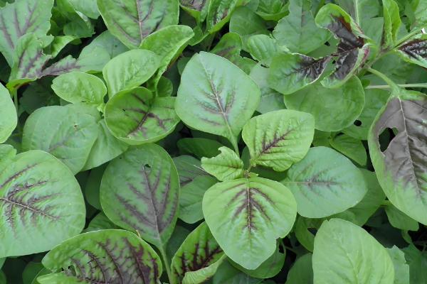 苋菜何时种植,时间以3-4月份为宜