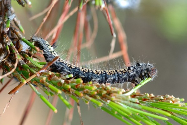 松毛虫的危害，主要啃食松类、柏类的茎叶
